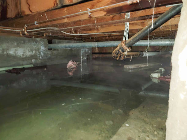 Best Mold removal after water damage  in Canon, GA